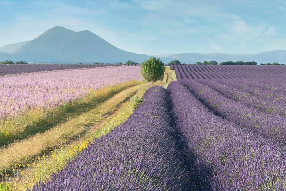 Fête des Mères in Provence